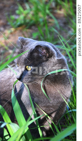Cat of the Chartreuse breed or a Cartesian cat 89225007