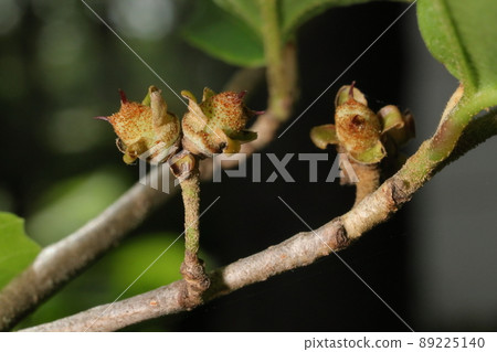 Natural plant witch hazel, late April. It is a swelling fruit. The stigma remains like a horn 89225140