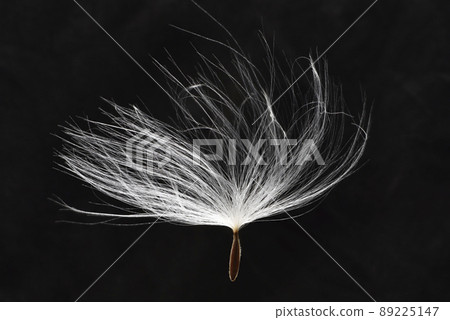 Dandelion seeds blowing in the wind 89225147