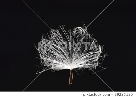 隨風飄的蒲公英種子 89225150