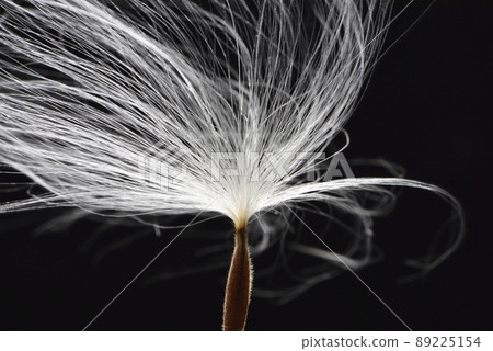 Dandelion seeds blowing in the wind Dandelion seeds blowing in the wind 89225154