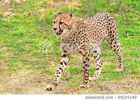 獵豹 獵豹 89225240
