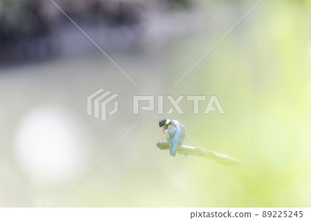 Kingfisher resting on a dead tree 89225245