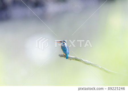 Kingfisher resting on a dead tree Kingfisher resting on a dead tree 89225246