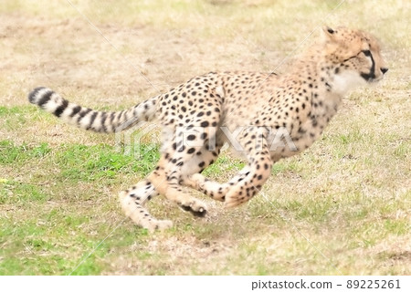  獵豹 89225261