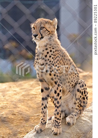  Cheetah 89225301