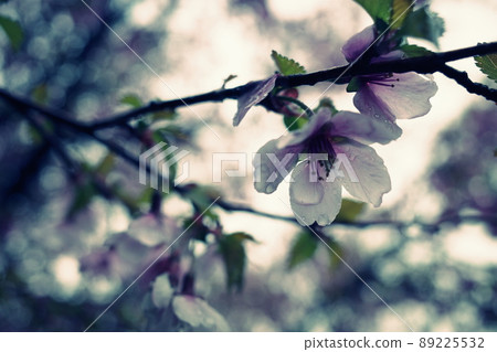 Rain and wild cherry blossoms 89225532