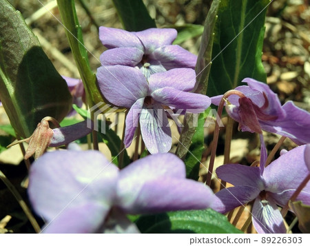 Viola violacea (Yuwamyoho, Akita City, April 28) 89226303