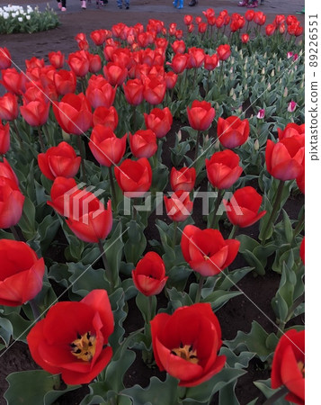 ~ Tulip ~ ◦◦◦◦Red tulips ◦◦◦◦ ~ Tulip ~ ◦◦◦◦Red tulips ◦◦◦◦ 89226551
