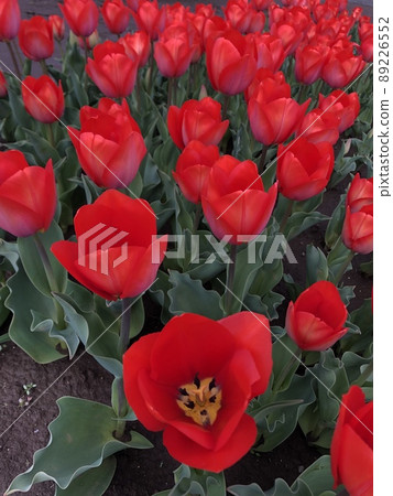 ~ Tulip ~ ◦◦◦◦Red tulips ◦◦◦◦ ~ Tulip ~ ◦◦◦◦Red tulips ◦◦◦◦ 89226552