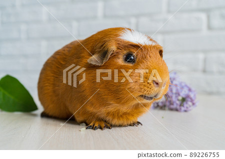 The red domestic guinea pig Cavia porcellus, also known as cavy or domestic cavy The red domestic guinea pig Cavia porcellus, also known as cavy or domestic cavy 89226755