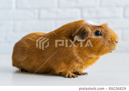 The red domestic guinea pig Cavia porcellus, also known as cavy or domestic cavy 89226829