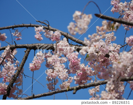Cherry blossoms and blue sky Cherry blossoms and blue sky 89226831