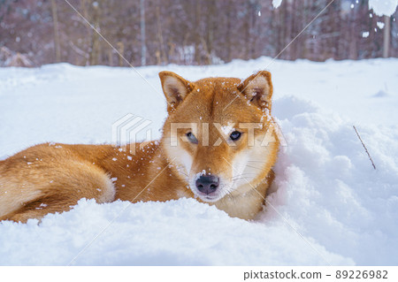 The Shiba Inu Japanese dog plays in the snow in winter. The Shiba Inu Japanese dog plays in the snow in winter. 89226982