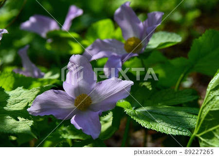 六甲高山植物園的海棠花 六甲高山植物園的海棠花 89227265