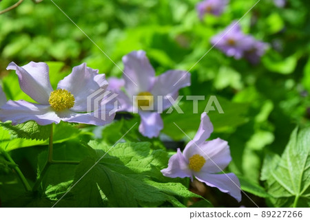 六甲高山植物園的海棠花 89227266