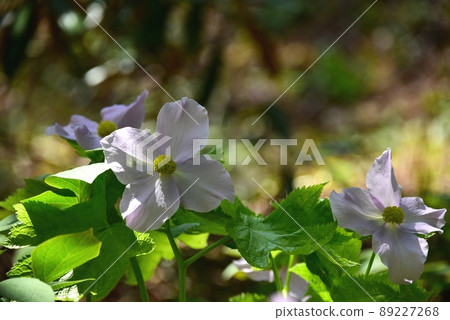 Glaucidium palmatum flowers at Rokko Alpine Botanical Garden 89227268