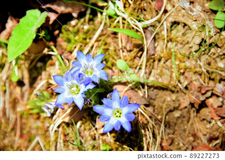 Gentiana thunbergii flowers at Rokko Alpine Botanical Garden Gentiana thunbergii flowers at Rokko Alpine Botanical Garden 89227273