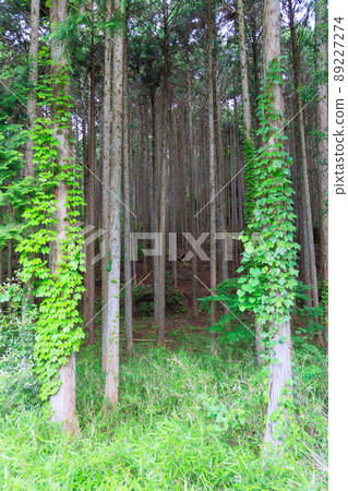 鄉村森林 89227274