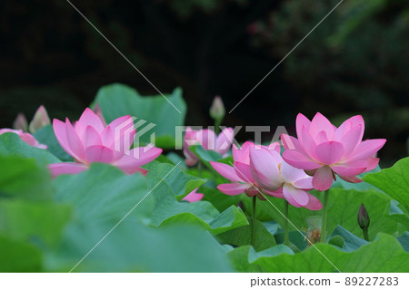 古老浪漫的Oga蓮花 古老浪漫的Oga蓮花 89227283