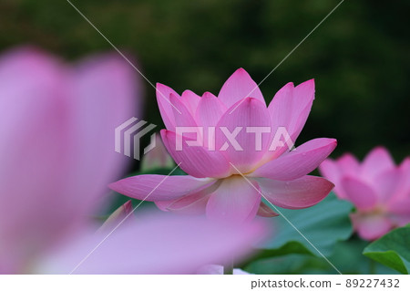 古老浪漫的Oga蓮花 89227432