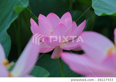 古老浪漫的Oga蓮花 89227433