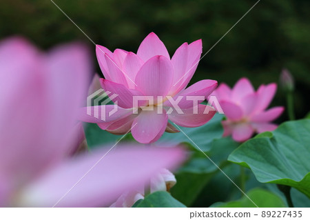 Ancient romance Oga lotus Ancient romance Oga lotus 89227435