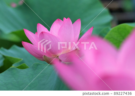 Ancient romance Oga lotus Ancient romance Oga lotus 89227436