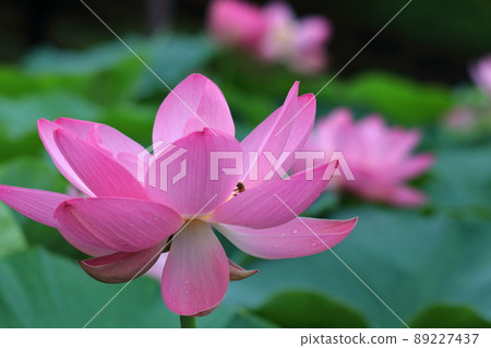 古老浪漫的Oga蓮花 古老浪漫的Oga蓮花 89227437