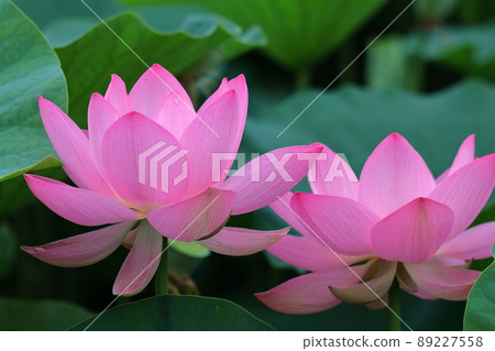 Ancient romance Oga lotus Ancient romance Oga lotus 89227558