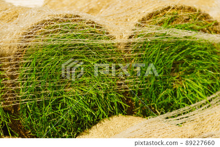 Stacks of sod rolls for new lawn Stacks of sod rolls for new lawn 89227660