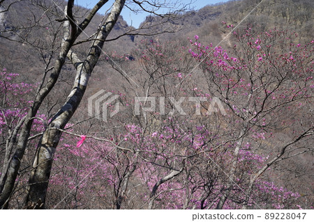 Akayashio community near 1100m above sea level, a mountain trail with azaleas from the Osaru Yamano family, April 19, 2022 Akayashio community near 1100m above sea level, a mountain trail with azaleas from the Osaru Yamano family, April 19, 2022 89228047
