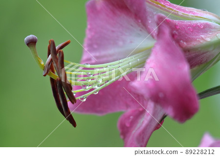 A flower that symbolizes chastity 89228212