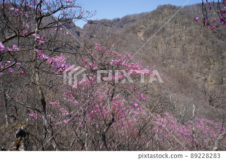 2022年4月19日，海拔1100m附近的Akayashio社區，山野小道的杜鵑花 89228283