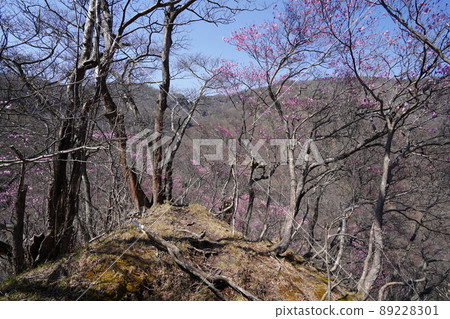 Akayashio community near 1100m above sea level, a mountain trail with azaleas from the Osaru Yamano family, April 19, 2022 89228301