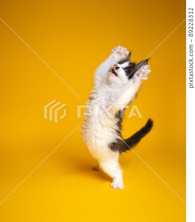 cute kitten playing rearing up standing on hind legs on yellow background 89228312