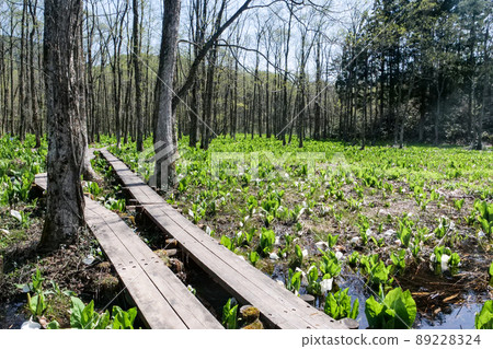 Photo, alder and skunk cabbage in Akita's Sashimaki Wetland, skunk cabbage that blooms first when awakening from winter Photo, alder and skunk cabbage in Akita's Sashimaki Wetland, skunk cabbage that blooms first when awakening from winter 89228324