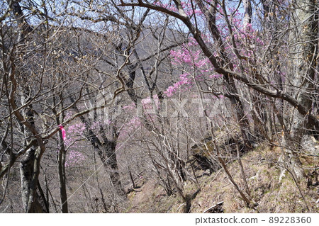 Akayashio community near 1100m above sea level, a mountain trail with azaleas from the Osaru Yamano family, April 19, 2022 Akayashio community near 1100m above sea level, a mountain trail with azaleas from the Osaru Yamano family, April 19, 2022 89228360