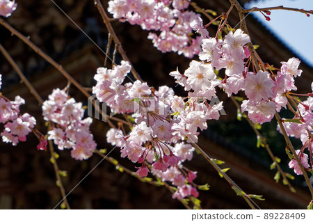 Weeping cherry blossoms and five-storied pagoda in full bloom at Daigoji Temple in Kyoto Weeping cherry blossoms and five-storied pagoda in full bloom at Daigoji Temple in Kyoto 89228409