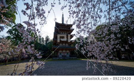 Five-storied pagoda of Daigoji Temple in Kyoto and cherry blossoms in full bloom Five-storied pagoda of Daigoji Temple in Kyoto and cherry blossoms in full bloom 89228420