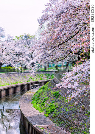 A row of cherry blossom trees in the Zempukuji River green area, spring scenery in Tokyo 89228556