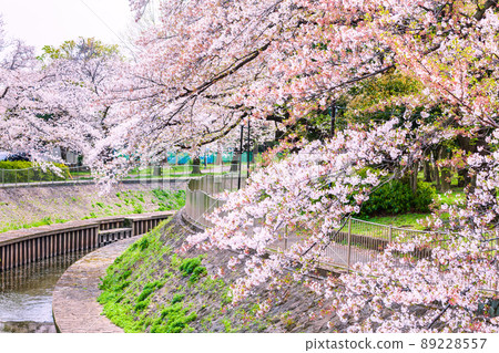 善福寺河綠區的一排櫻花樹，東京的春景 89228557