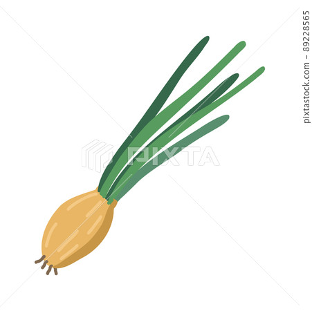 Green onions isolated on white background. Healthy vegetables. Vector illustration. Green onions isolated on white background. Healthy vegetables. Vector illustration. 89228565