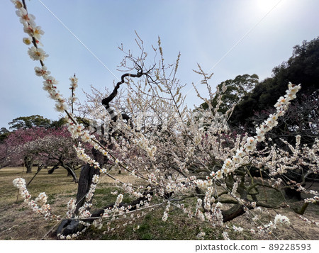 Ritsurin Garden in early spring (early March, plum blossoms) Ritsurin Garden in early spring (early March, plum blossoms) 89228593