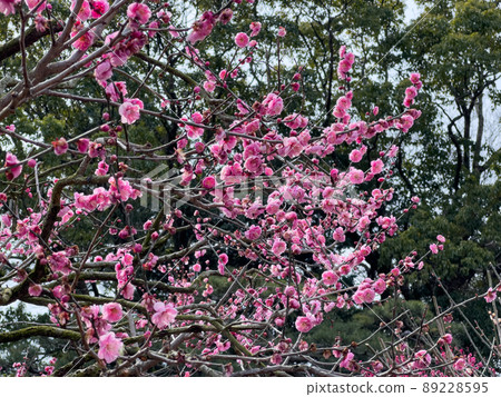 早春的栗林庭園(3月上旬梅花盛開) 早春的栗林庭園(3月上旬梅花盛開) 89228595