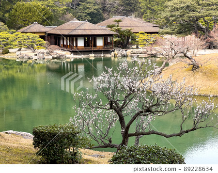 早春的栗林庭園（3月上旬梅花盛開） 89228634
