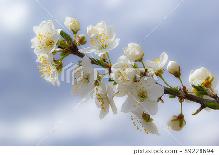 Wild white plum blossoms close up in a forest on a sunny spring day. Species Prunus cerasifera aka cherry plum or myrobalan plum 89228694