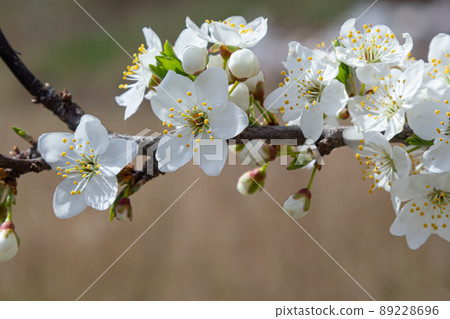 Prunus Cerasifera Blooming white plum tree. White flowers of Prunus Cerasifera 89228696