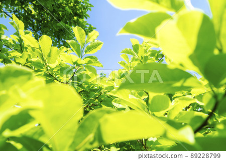 Fresh green and blue sky 89228799