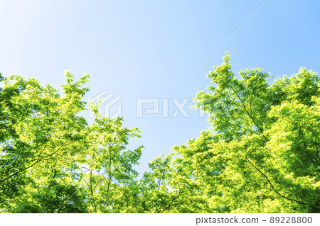 清新的綠色和藍天 89228800